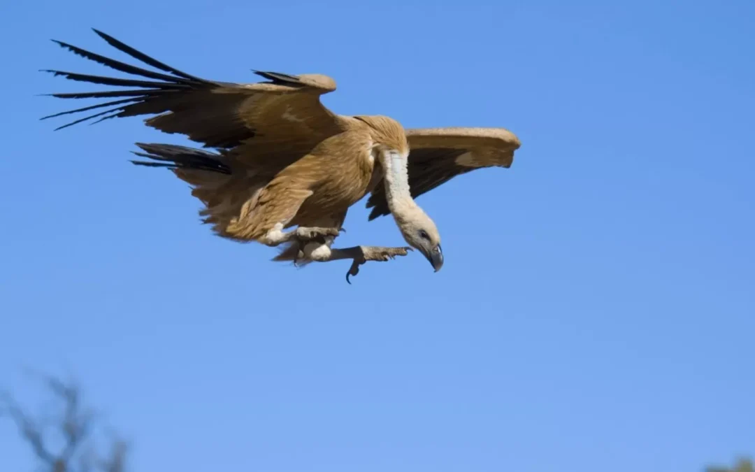 Caminito del Rey: La fauna más increíble del Caminito del Rey