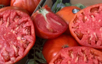 Caminito del Rey: Tomate Huevo de Toro, el tesoro gastronómico del Valle del Guadalhorce