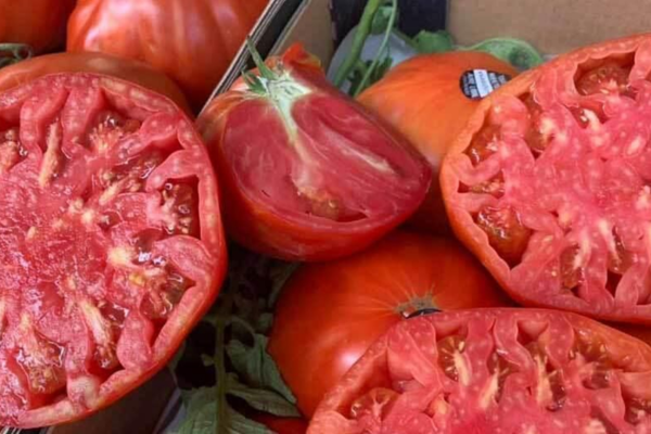 Caminito del Rey: Tomate Huevo de Toro, el tesoro gastronómico del Valle del Guadalhorce