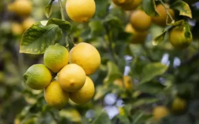 Caminito del Rey: El cultivo del limón en el Valle del Guadalhorce