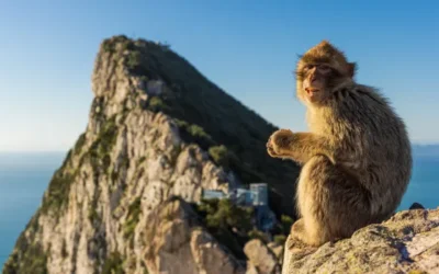 Caminito del Rey: Monos de Gibraltar: dónde verlos y cómo comportarse con seguridad